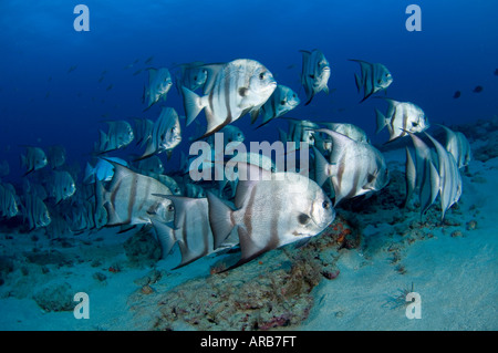 Atlantic Spadefish Chaetodipterus faber dans Juno Beach FL Banque D'Images