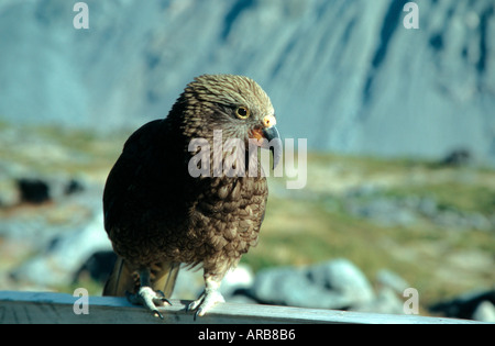 Le parrotlike Kea curieux oiseaux en Nouvelle Zélande Banque D'Images