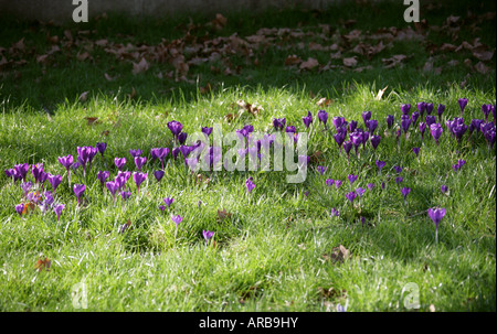 Purple Crocus poussant dans l'herbe Banque D'Images