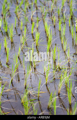 Les jeunes plants de riz dans les rizières au coucher du soleil dans la campagne de l'Inde rurale. L'Andhra Pradesh, Inde Banque D'Images