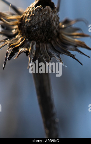 Coneflower Echinacea seedhead Banque D'Images