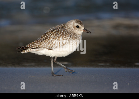 Pluvier Pluvialis squatarola Grey New Jersey USA Winter a également connu sous le nom de pluvier argenté Banque D'Images