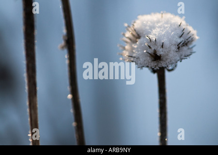 Graines Echinecea couvert de neige dans un jardin d'hiver Banque D'Images