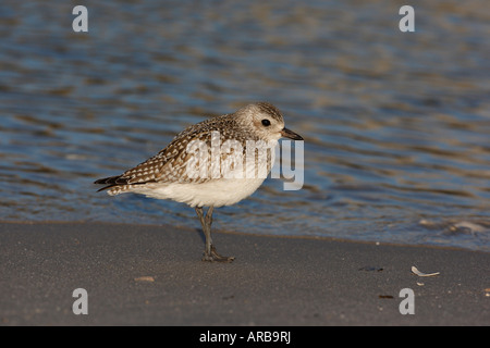 Pluvier Pluvialis squatarola Grey New Jersey USA Winter a également connu sous le nom de pluvier argenté Banque D'Images