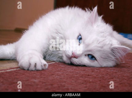 Chat blanc sur tapis rouge Banque D'Images