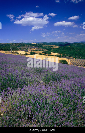 Champ de lavande près de Puimichel, Provence, France Banque D'Images