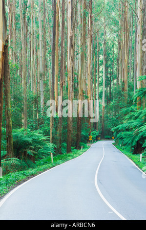 Route à travers la forêt d'un sorbier, Parc National de Yarra, Victoria, Australie Banque D'Images