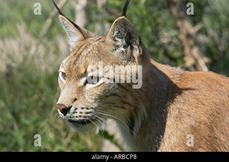 Portrait de Lynx Banque D'Images