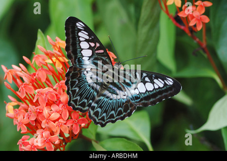 Un clipper butterfly se nourrir dans la forêt pluviale de Bornéo Banque D'Images