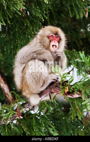 Macaque japonais dans l'arbre, les rameaux de l'alimentation Banque D'Images