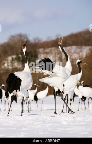 Grues à couronne rouge Affichant, Hokkaido, Japon Banque D'Images