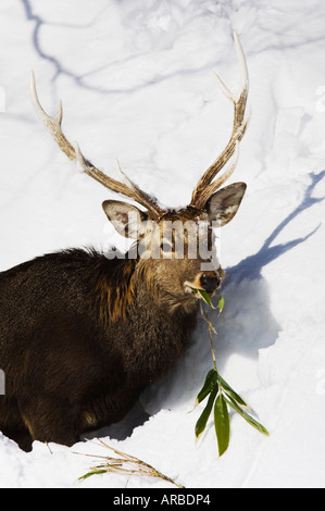 Le cerf sika manger, Péninsule de Shiretoko, Hokkaido, Japon Banque D'Images