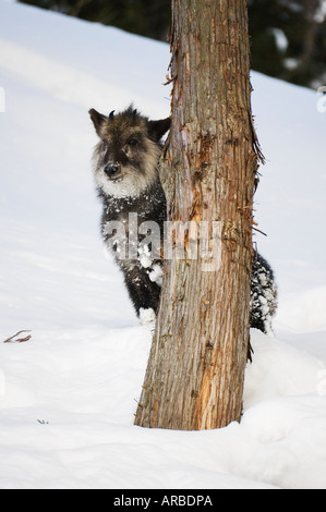 Portrait of Japanese Serow Banque D'Images