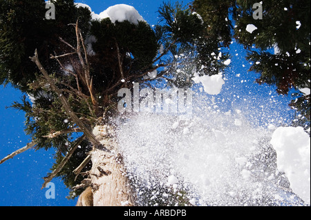 Jusqu'à la chute de neige à des arbres Banque D'Images