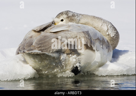 Les jeunes cygnes chanteurs, lac Kussharo, Hokkaido, Japon Banque D'Images