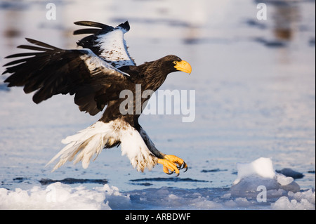 L'aigle de mer de Steller, Canal de Nemuro, Rausu, Hokkaido, Japon Banque D'Images