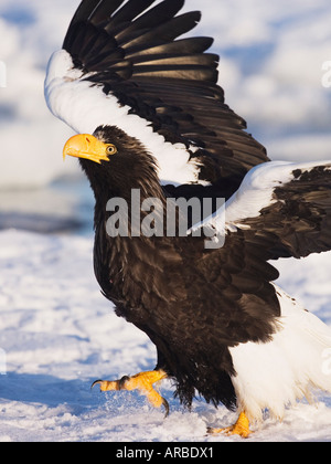 L'aigle de mer de Steller, Canal de Nemuro, Rausu, Hokkaido, Japon Banque D'Images