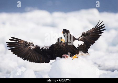 Les Aigles de mer de Steller, Péninsule de Shiretoko, Hokkaido, Japon Banque D'Images