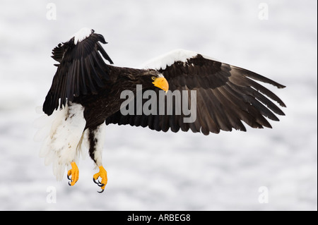 L'aigle de mer de Steller en vol, Péninsule de Shiretoko, Hokkaido, Japon Banque D'Images