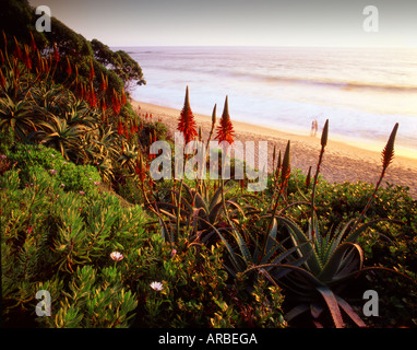 L'Aloe Vera Jardin Laguna Beach Orange County California USA Banque D'Images