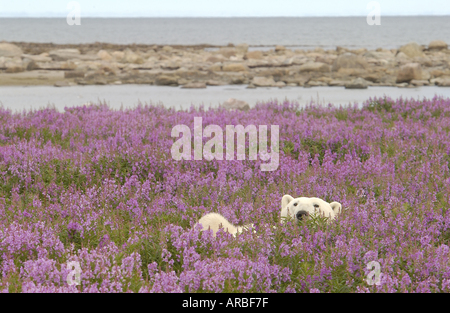 L'ours polaire se détendre sur les côtes de l'île rocheuse avec l'épilobe de toundra Banque D'Images