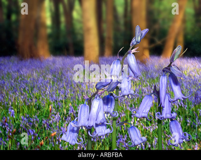 Bluebell wood. Nom latin : Hyacinthoides non scripta Banque D'Images
