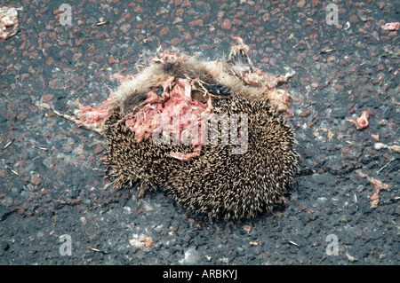 Hérisson écrasé mort roadkill road kill de la faune Banque D'Images