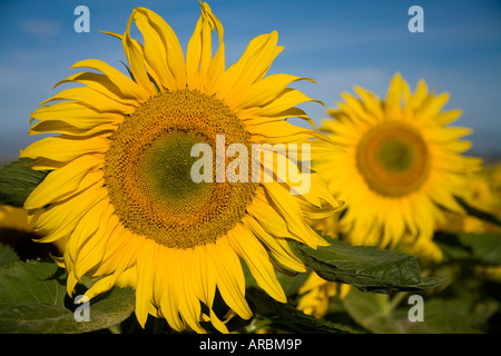 Accueil Tournesols vierges le soleil du matin, Oamaru, Nouvelle-Zélande Banque D'Images