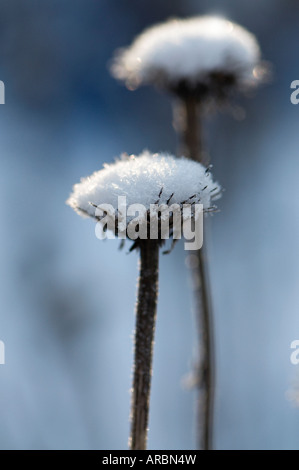 Graines Echinecea couvert de neige dans un jardin d'hiver Banque D'Images