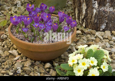 Récipient de Crocus dans le jardin de gravier avec Yellow Primula vulgaris (Primevère) Banque D'Images