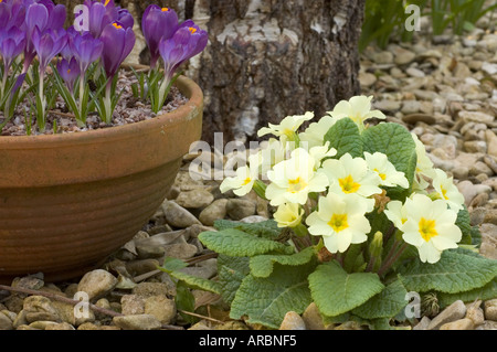 Yellow Primula vulgaris (Primevère) avec un récipient de crocus dans le jardin de gravier Banque D'Images