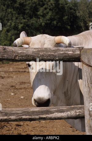 Une sorte de vache Chianina vache à partir de la Val di Chiana en Toscane Banque D'Images