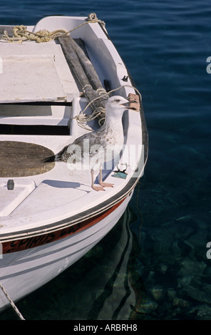 Seagull sur un petit bateau de pêche dans l'île de Skopelos, Grèce Banque D'Images