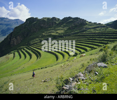 Terrasse Inca encore en usage, Pisac, près de Cuzco, Pérou, Amérique du Sud Banque D'Images