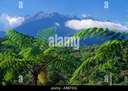 Les fougères arborescentes en premier plan, massif granitique de 4101m Mt Kinabalu en arrière-plan, Sabah, Bornéo, Malaisie Banque D'Images