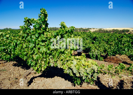 Vignes dans un vignoble vignoble, Barossa Valley, Australie du Sud, Australie Banque D'Images