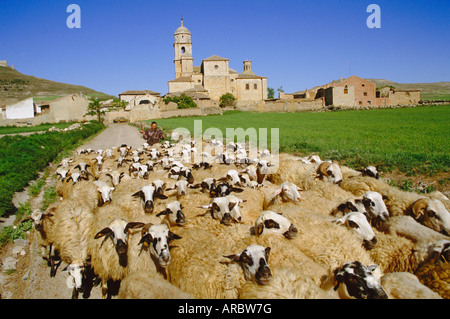 Berger et troupeau de moutons, Castrojeriz, Burgos, Castille et Leon (Vieille Castille), Espagne, Europe Banque D'Images