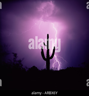 Cactus silhouetté contre la foudre, Tucson, Arizona, États-Unis d'Amérique (États-Unis), en Amérique du Nord Banque D'Images