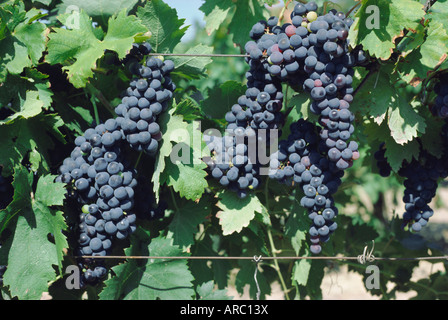 Bunches of red wine grapes ripening three weeks before harvesting, south of France, Europe Banque D'Images