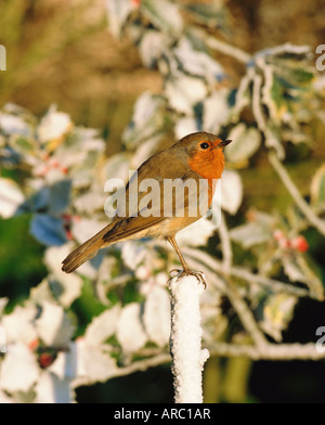 Close-up of a robin (Erithacus rubecula aux abords) perché sur un post Banque D'Images