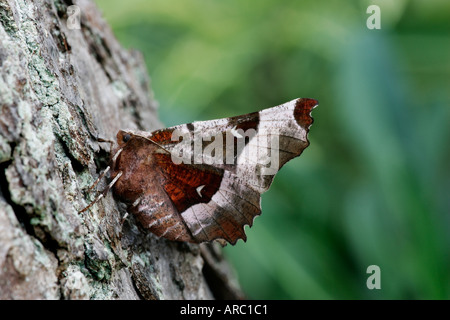 Selenia tetralunaria épine pourpre au repos sur tree bedfordshire potton Banque D'Images