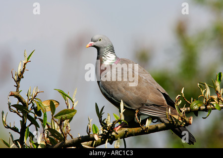 Pigeon ramier Columba palumbus perché sur la branche potton bedfordshire Banque D'Images