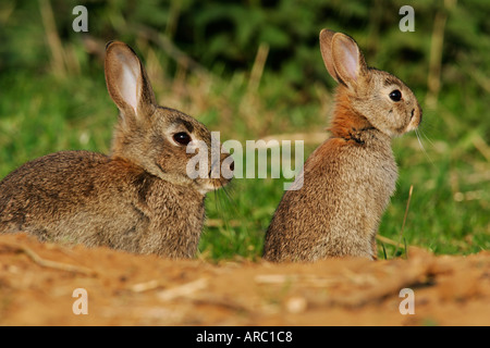 Lapin Oryctolagus cuniculus mère avec les jeunes à l'entrée du terrier bedfordshire potton Banque D'Images