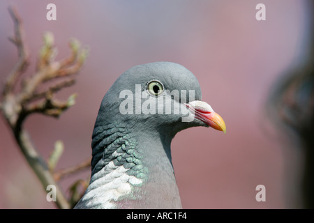 Pigeon ramier Columba palumbus close up shot de potton bedordshire la tête Banque D'Images