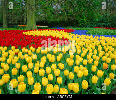 Les tulipes, les jardins de Keukenhof, Pays-Bas Banque D'Images