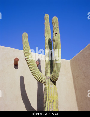 Cactus géant, Scottsdale, Arizona, USA. Amérique du Nord Banque D'Images