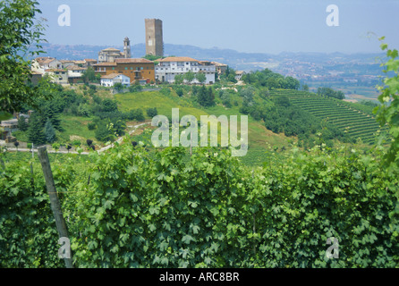 La vigne dans les vignobles autour de Barbaresco, les Langhe, Piemonte (Piémont), Italy, Europe Banque D'Images