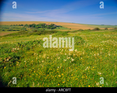 Fleurs sauvages sur les South Downs, doyen de l'Est, près de Eastbourne, East Sussex, Angleterre, Royaume-Uni, Europe Banque D'Images