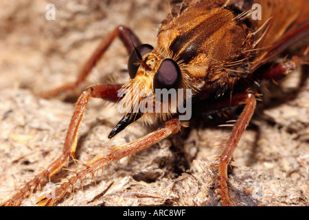 Asilus crabroniformis Hornet robber fly, UK Banque D'Images