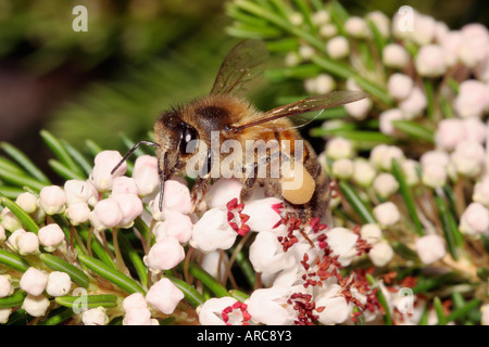 Abeille domestique Apis mellifera avec corbeilles à pollen bien rempli sur Cornish heath Erica vagans UK Banque D'Images